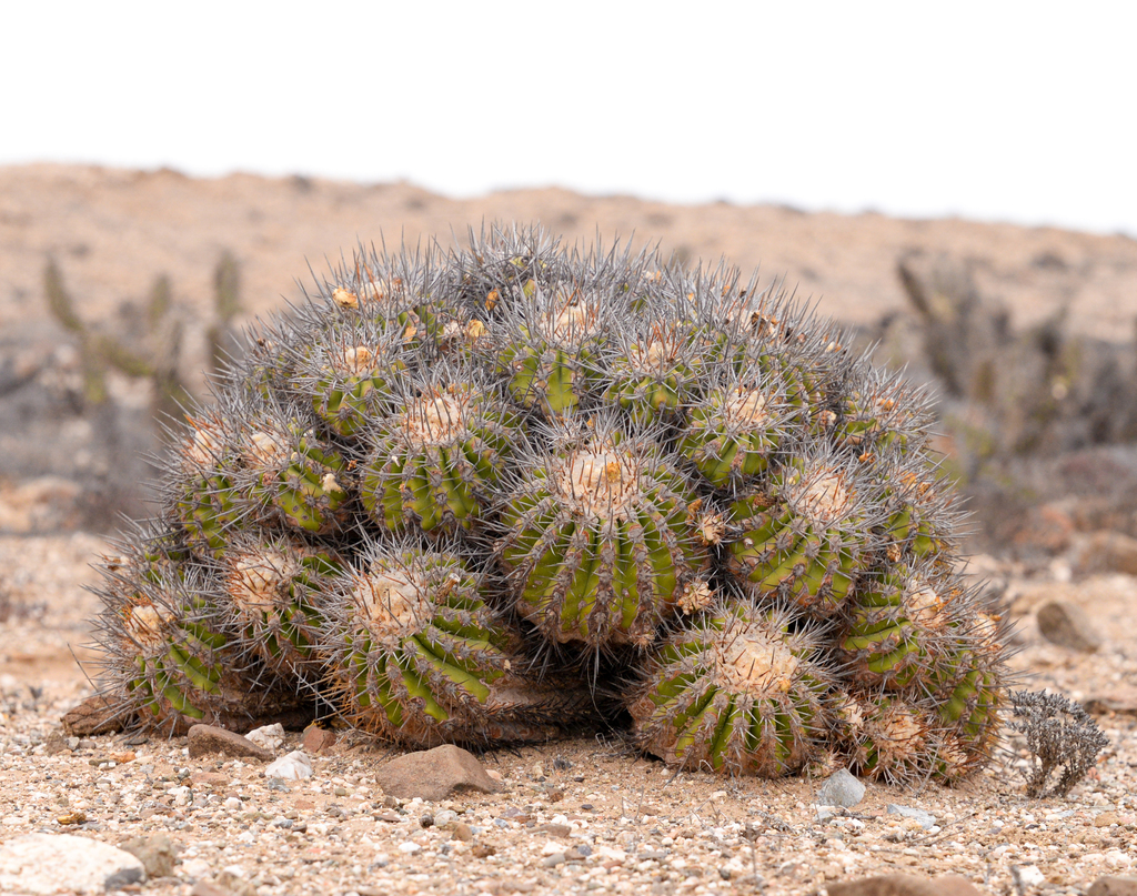 Copiapoa echinoides, Huasco, CL-AT, CL