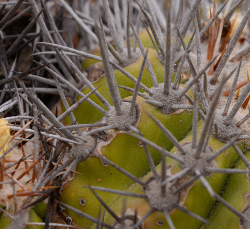 Copiapoa echinoides