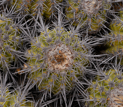 Copiapoa echinoides