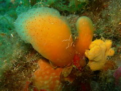 Pseudodistoma cyrnusense