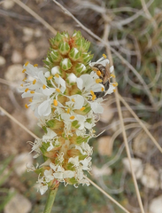 Halictus tripartitus