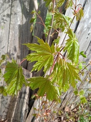 Acer platanoides
