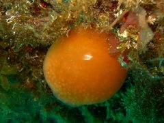 Pseudodistoma cyrnusense