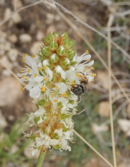 Halictus tripartitus