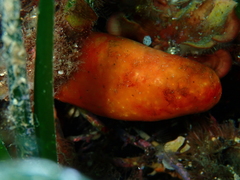 Pseudodistoma cyrnusense