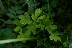 Entyloma