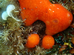 Pseudodistoma cyrnusense