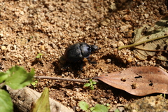 Enoplotrupes
