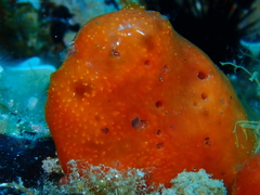 Pseudodistoma cyrnusense