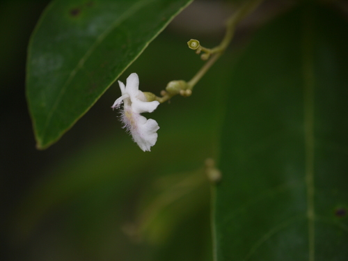 Vitex leucoxylon, photograph 4