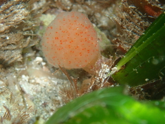 Pseudodistoma cyrnusense