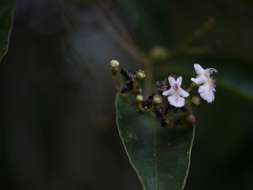 Vitex leucoxylon, photograph 5