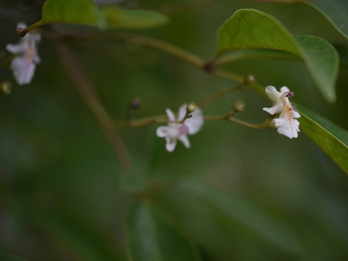 Vitex leucoxylon, photograph 6