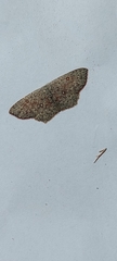 Cyclophora pendularia
