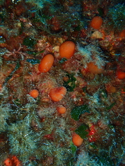 Pseudodistoma cyrnusense