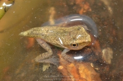 Polypedates megacephalus