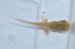 Polypedates megacephalus