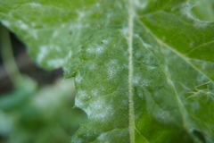 Golovinomyces echinopis