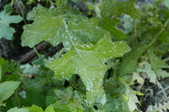 Golovinomyces echinopis