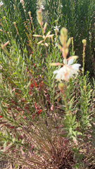 Oenothera lindheimeri