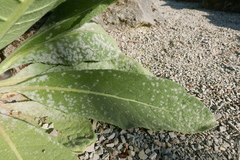 Golovinomyces verbasci