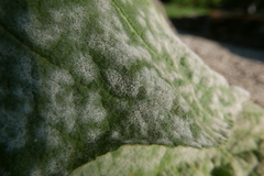 Golovinomyces verbasci