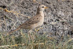 Anthus leucophrys goodsoni