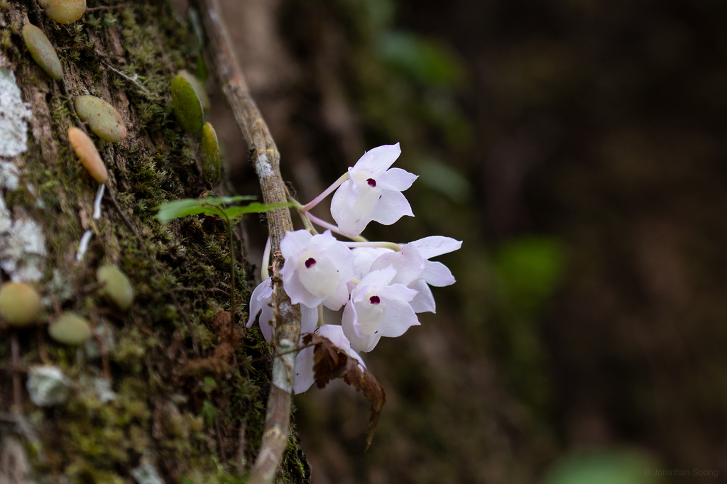 Dendrobium linguella Rchb.f. 3