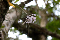 Dendrobium linguella