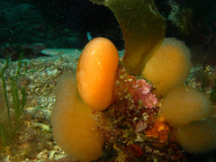 Pseudodistoma cyrnusense