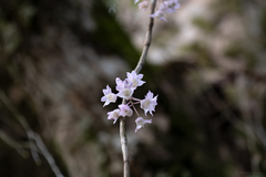 Dendrobium linguella