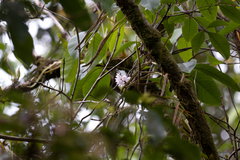 Dendrobium linguella