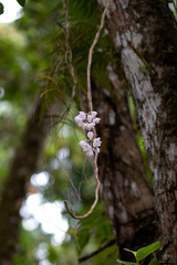 Dendrobium linguella
