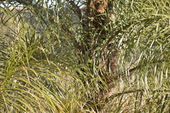 Cocoseae