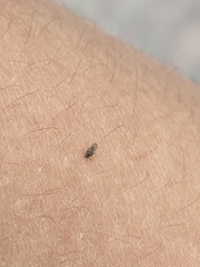 Forcipomyia taiwana