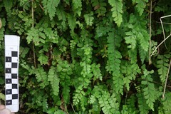 Adiantum tenerum