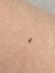Forcipomyia taiwana