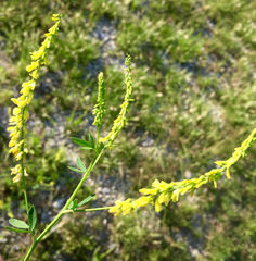 Corydalis curvisiliqua