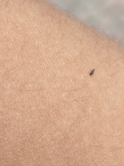 Forcipomyia taiwana