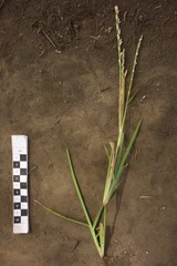 Stenotaphrum dimidiatum