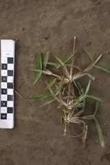 Stenotaphrum dimidiatum