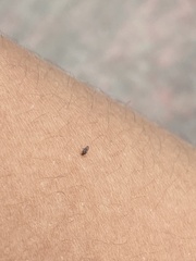 Forcipomyia taiwana