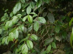 Hydnocarpus pentandrus