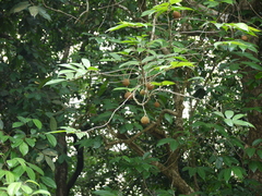 Hydnocarpus pentandrus