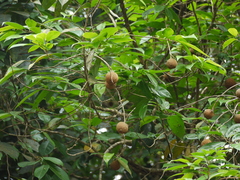Hydnocarpus pentandrus