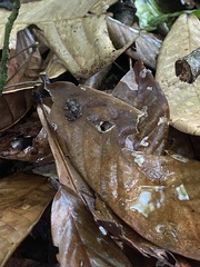 Phrynobatrachus cornutus