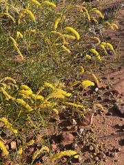 Acacia hilliana