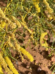 Acacia hilliana