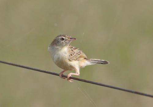 Desert Cisticola (Cisticola aridulus)