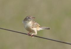 Cisticola aridulus